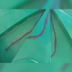 After JOJO_Tank_After the plastic welding repairs